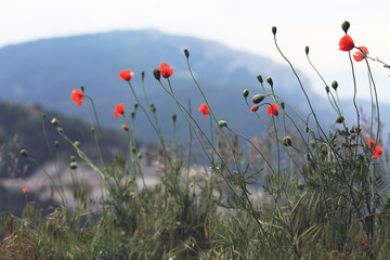 a poppies field