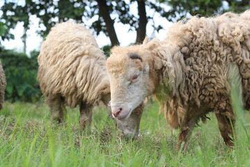 Closeup shot of a flock of sheep eating grass, a flock of sheep grazing on a meadow