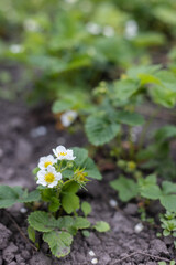 Strawberry plant in blossom. Agriculture, gardening concept.