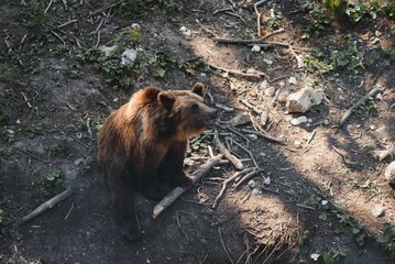 Brown bears in the forest. European bear moving in nature.