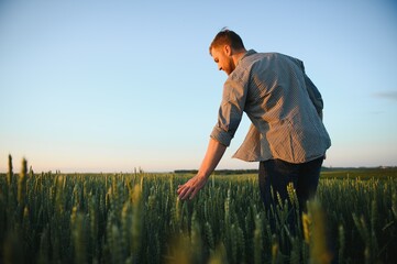 Man walking in wheat during sunset and touching harvest