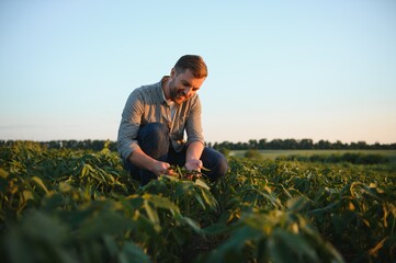 Fototapeta na wymiar A farmer inspects a green soybean field. The concept of the harvest