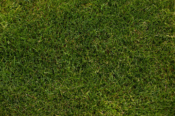 Bright green grass background. Top view texture of a beautiful fresh grass field. Green grass...