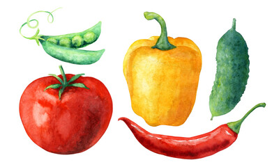 Watercolor set of fresh vegetables isolated on white background: tomato, cucumber, bell pepper, chili pepper, pea.