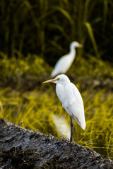 Cattle Egrets standing outback Australian paddock, Breading Colours Cattle Egrets 