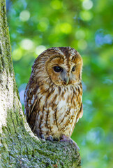 Tawny owl, 