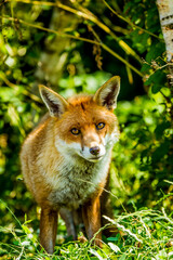 red fox in the woods