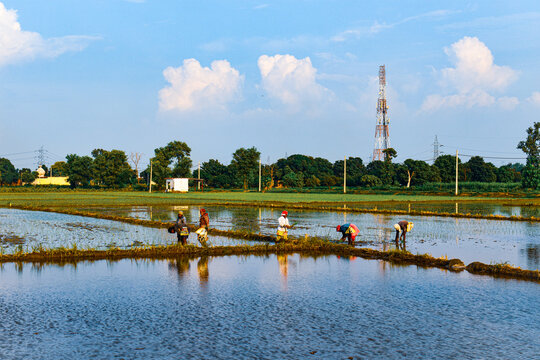 An unidentified group of women transplanted rice shoots they plant the new crop in the rice paddy, Kashipur, Uttarakhand, India, july 2022.