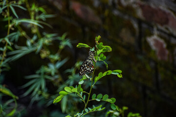 Butterfly Flower Images. Beautiful butterfly on blue flowers..This photo contains a beautiful butterfly with wings sitting on blue-colored flowers. a nice cute and a latest nature photo of flowers.