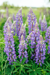 Blooming purple, violet lupine flowers on the field in summer