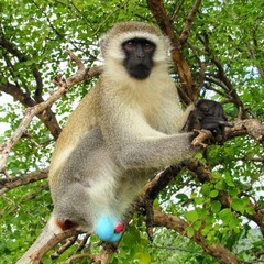 Vervet monkey (Chlorocebus pygerythrus)