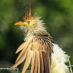 Guira Cuckoo (Guira guira)