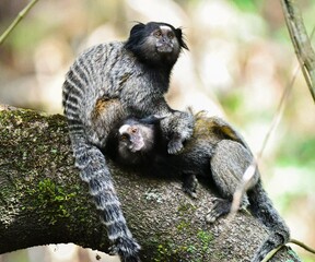 black-pencilled marmoset (Callithrix penicillata)