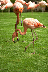 some flamingos eating grass at freedom