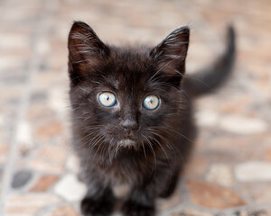 A cute black kitten is looking at you. local focus.