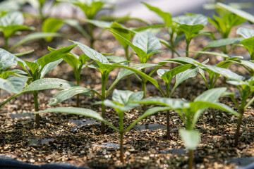 seedlings in greenhouse. green plantation