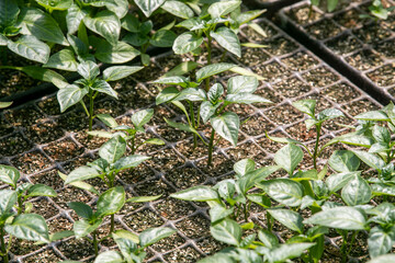 seedlings in greenhouse. green plantation