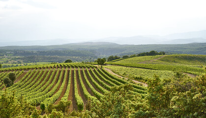 Fototapeta na wymiar Landscape with Vineyards in The Luberon in central Provence in Southern France