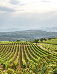 Fototapeta na wymiar Landscape with Vineyards in The Luberon in central Provence in Southern France