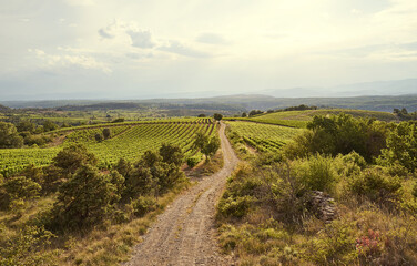 Gravel Road through landscape with Vineyards in The Luberon in central Provence in Southern France