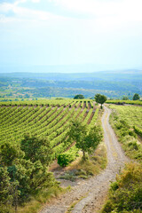 Gravel Road through landscape with Vineyards in The Luberon in central Provence in Southern France