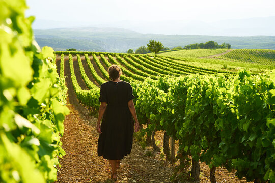 Woman in black dress walking at sunset through vineyard in the Luberon in Provence in southern France