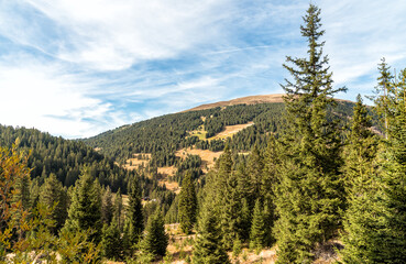 Landscape with Scots pine forests in the Puster valley of Italian Dolomites Alps, South Tyrol, Italy