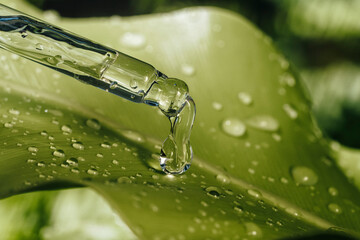 Pipette with essential liquid serum or oil on a green leaves background with water drops.