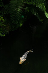 fish in the water