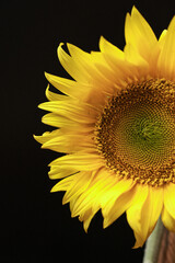 Sunflower close up on black background