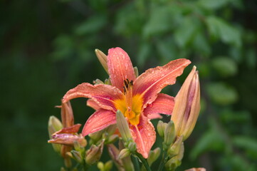 red and yellow lily