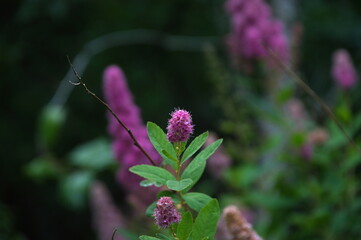 flowers in the garden