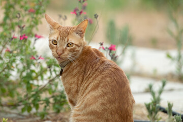 Cat portrait on a spring day with colorful background.
