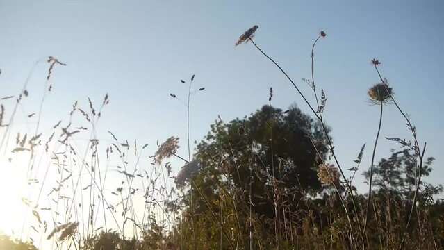Flores silvestres de zanahoria en pradera