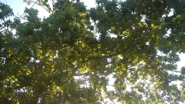 Ramas de hojas verdes movidas por el viento en copa de arbol