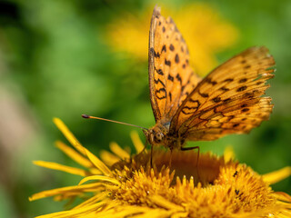 butterfly on yellow flower