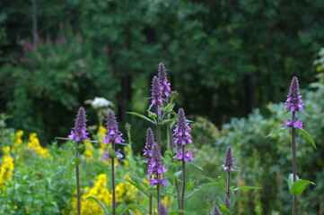 flowers in the garden