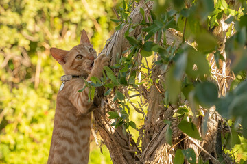 Ginger cat playing happy out in the garden.
