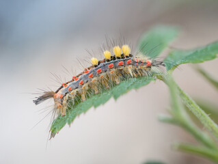 Nahaufnahme von einer Raupe des Bürstenspinners (Orgyia antiqua) auf einen grünen Blatt.