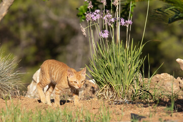 Ginger male cat hunting at the garden.
