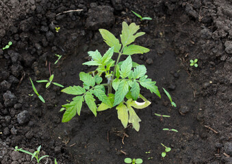 Young tomato seedling in the ground.