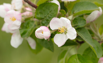 Naklejka na ściany i meble Flowers on an apple tree in spring.