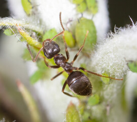 An ant grazes aphids on a tree leaf.