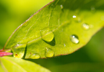Drops of water from the rain on a green leaf of a tree.
