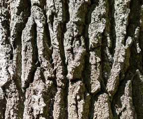Tree bark as an abstract background.