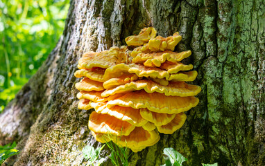 Polypore sulfur yellow on the tree. © schankz