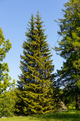 Green coniferous tree in the park in summer.