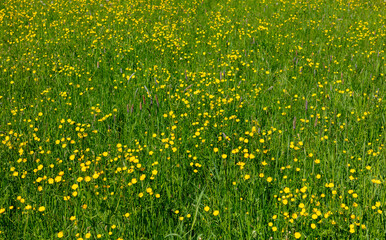 Naklejka premium Small yellow flowers on the lawn in the park.