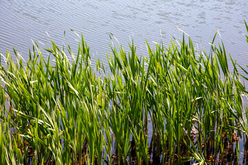 Green reeds near the pond as a background.