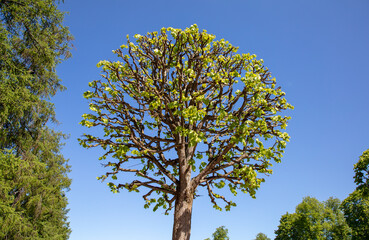 Green leaves on the trees in the park. Nature